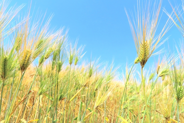 けやき通信　2022年 麦秋号