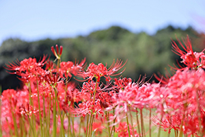 けやき通信　2022年 仲秋号