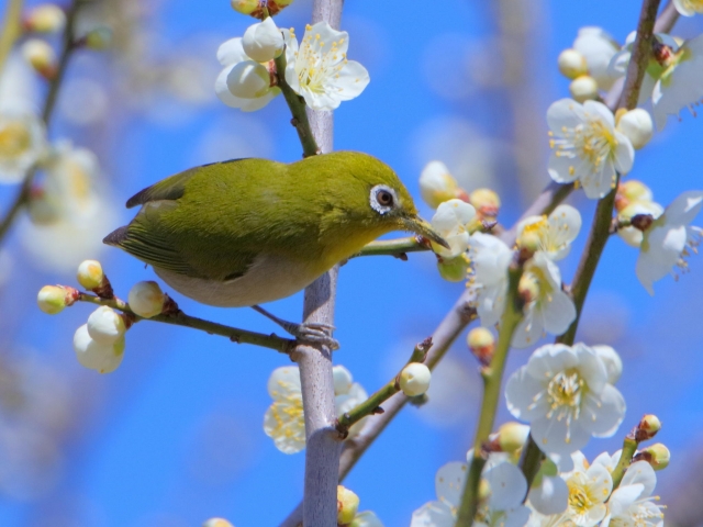 けやき通信　2024年２月号