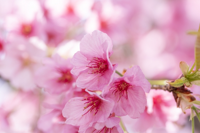 けやき通信　2024年３月号