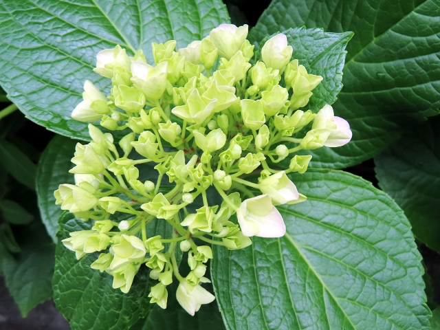 けやき通信　2024年６月号