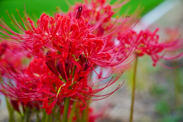 けやき通信　2024年９月号